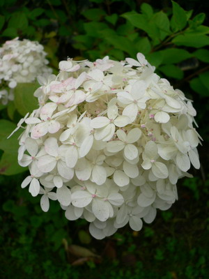 Hydrangea