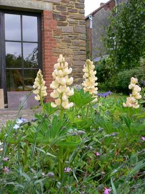 Lupins