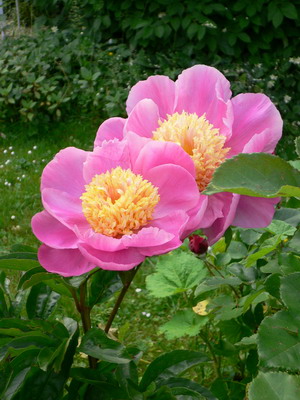 Pivoines