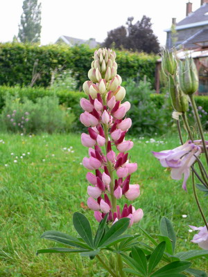 Lupins