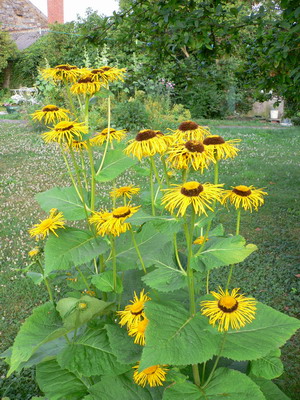 Inula