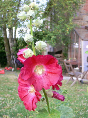 Roses trémières