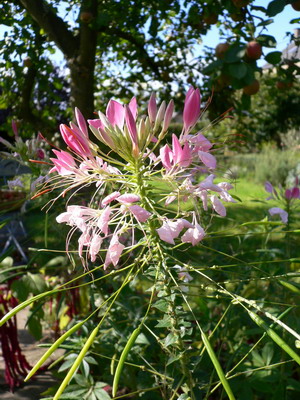 Cleome Spinosa