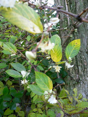 Lonicera fragantissima