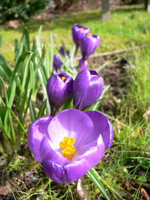 Crocus