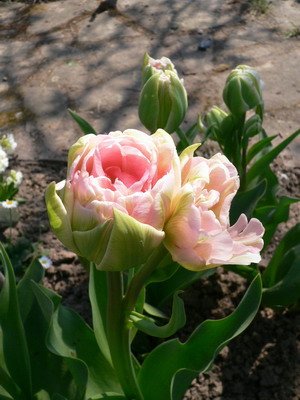 Tulipes