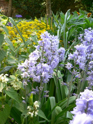 Blue bells