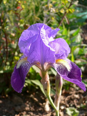 Iris