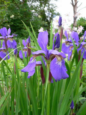 Iris