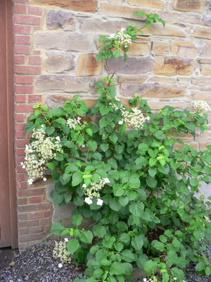 Hydrangea Petiolaris