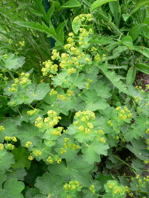 Alchemilla Mollis