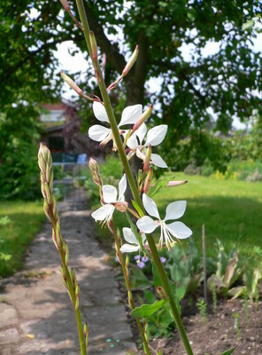 Gaura