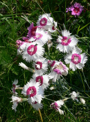 Oeuillets blancs et roses