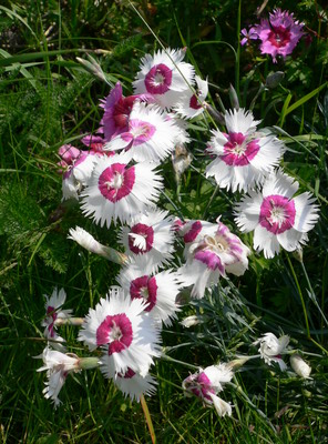 Oeuillets blancs et roses