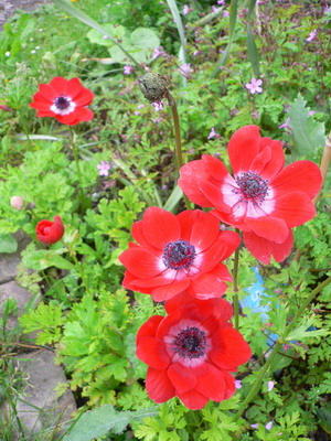 Anémone rouge