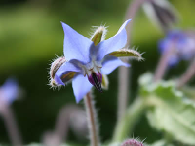 Bourrache officinale