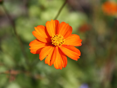 Cosmos sulphureus diablo