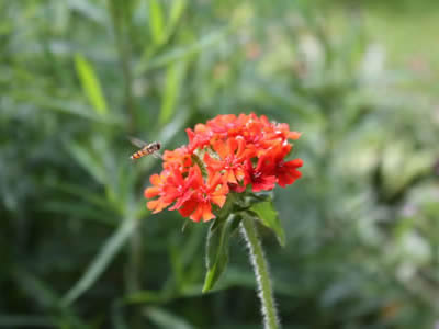 Fleur rouge