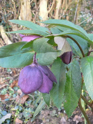 Hellébore bleue