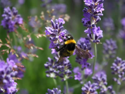 http://www.monpotager.net/images/fleurs/lavande2.jpg