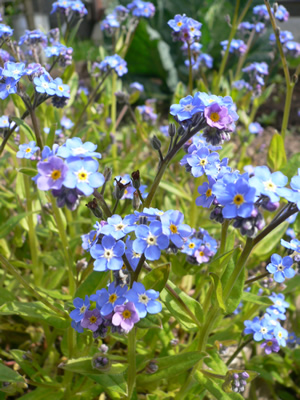 Myosotis