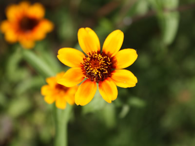 Zinnia old Mexico