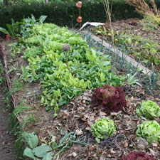 Potager en carré