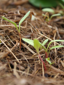 Paillage en permaculture