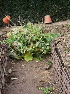 Paillage en permaculture