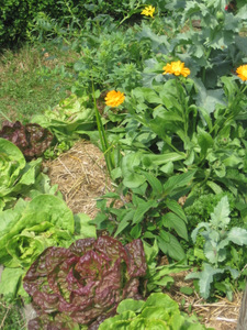 Paillage en permaculture