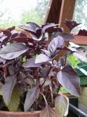 Basilic rouge
