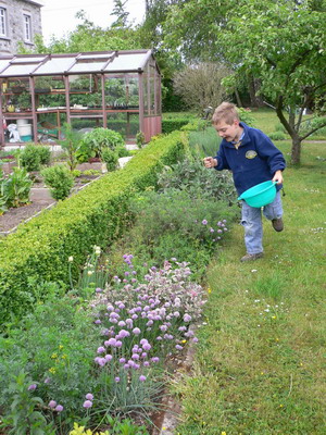 Plantes aromatiques