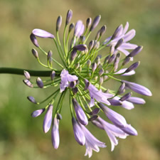Potager en carré