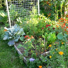 Potager en carré