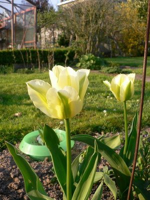 Tulipes