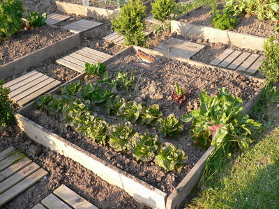 Potager en carrés