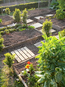 Potager en carrés