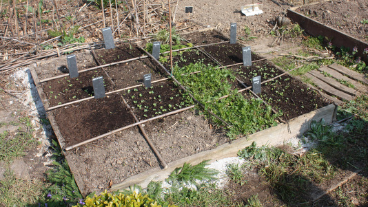 Potager en carrés en mars