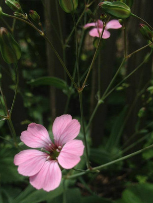 Saponaria vaccaria hispanica