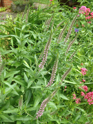 Veronica spicata